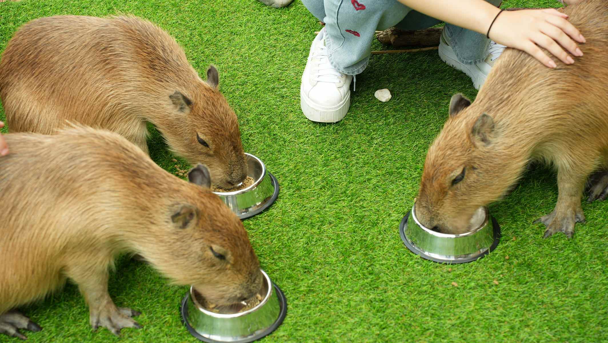 Guests relaxing with capybaras at CAPPINESS capybara cafe in Tokyo
