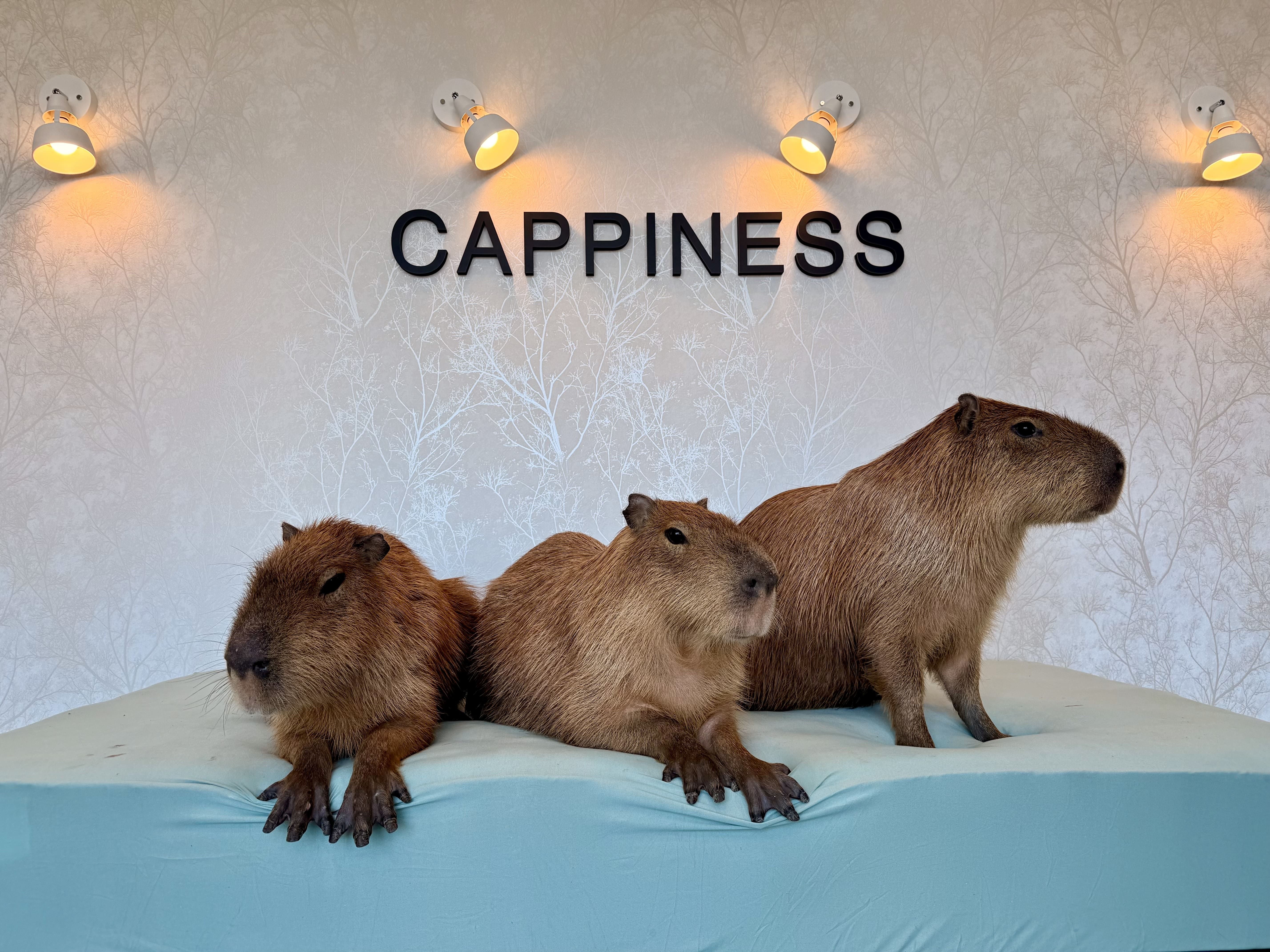 CAPPINESS Oshiage capybara cafe